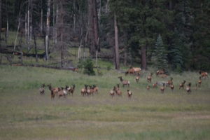 A herd of deer grazing in the grass.