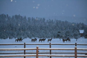 A herd of deer standing on top of snow covered ground.