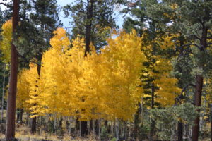 A tree with yellow leaves in the middle of a forest.